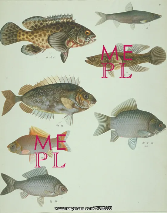 : LS Plate 118 from the John Reeves Collection : LS Plate 118 from the John Reeves Collection