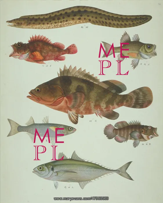 : LS Plate 119 from the John Reeves Collection : LS Plate 119 from the John Reeves Collection