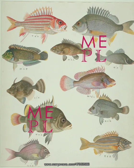: LS Plate 122 from the John Reeves Collection : LS Plate 122 from the John Reeves Collection