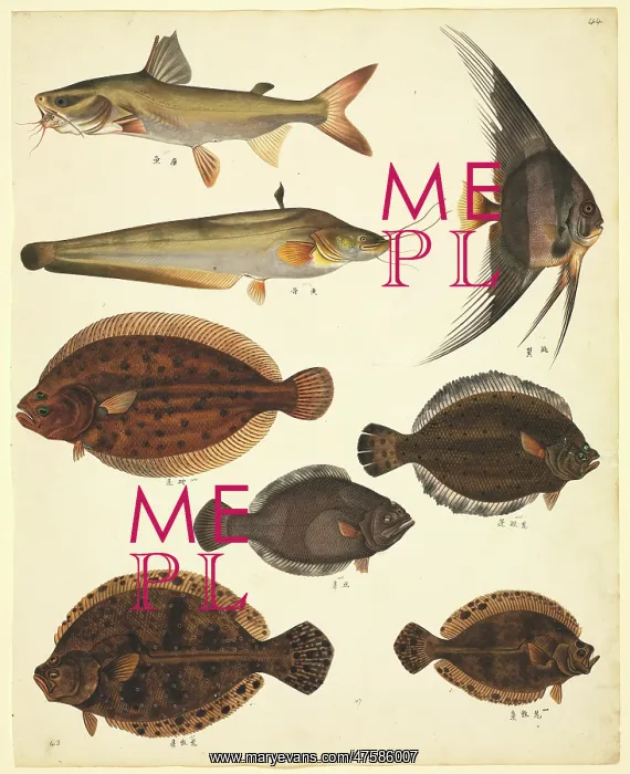 : LS Plate 139 from the John Reeves Collection : LS Plate 139 from the John Reeves Collection