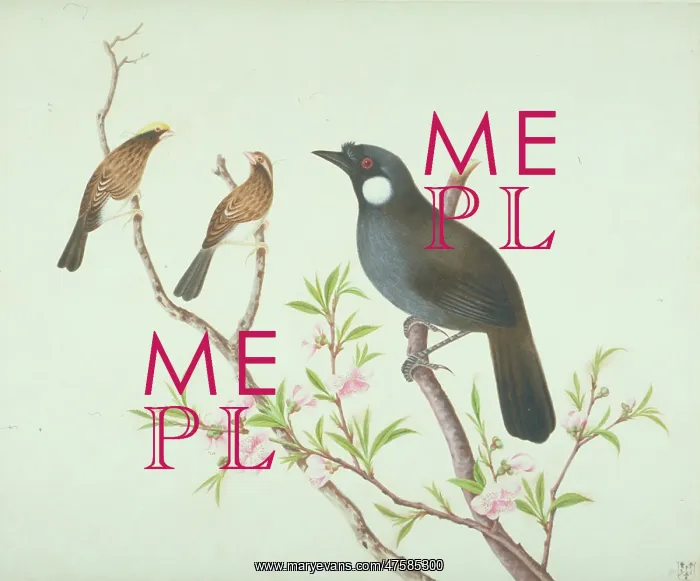 : LS Plate 14 from the John Reeves Collection : LS Plate 14 from the John Reeves Collection