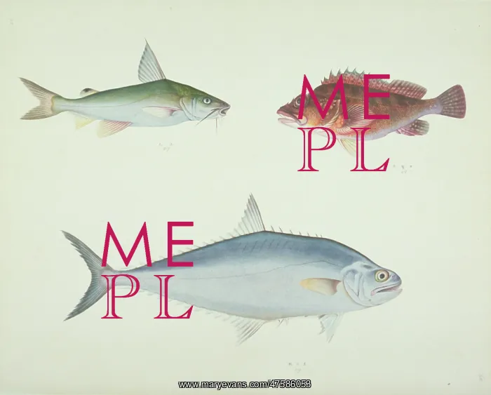 : LS Plate 157 from the John Reeves Collection : LS Plate 157 from the John Reeves Collection