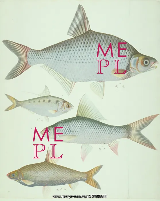 : LS Plate 171 from the John Reeves Collection : LS Plate 171 from the John Reeves Collection