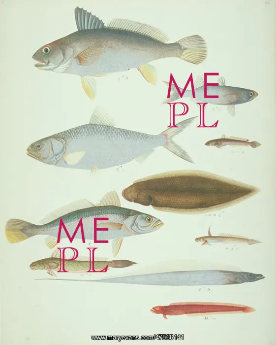 : LS Plate 174 from the John Reeves Collection : LS Plate 174 from the John Reeves Collection
