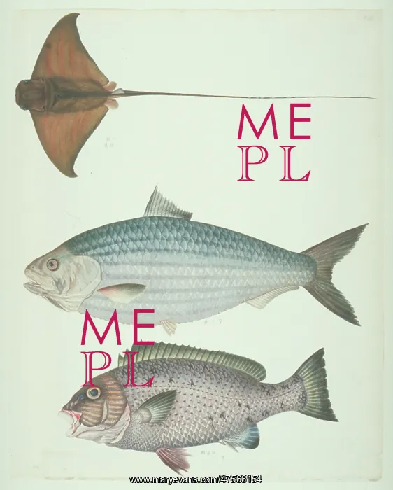 : LS Plate 177 from the John Reeves Collection : LS Plate 177 from the John Reeves Collection