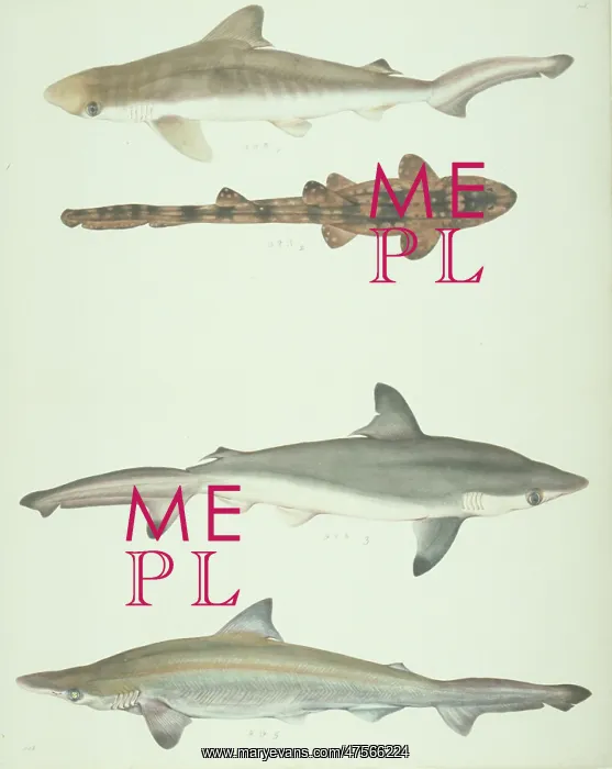 : LS Plate 180 from the John Reeves Collection : LS Plate 180 from the John Reeves Collection