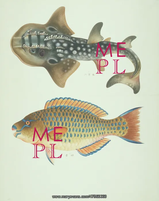 : LS Plate 183 from the John Reeves Collection : LS Plate 183 from the John Reeves Collection