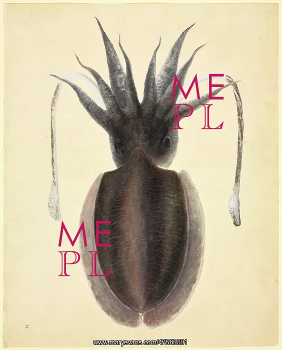 : LS Plate 83 from the John Reeves Collection : LS Plate 83 from the John Reeves Collection