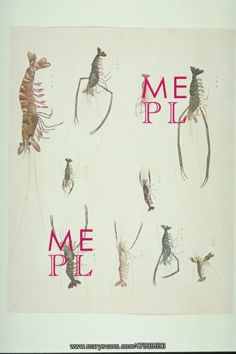 : LS Plate 90 from the John Reeves Collection : LS Plate 90 from the John Reeves Collection
