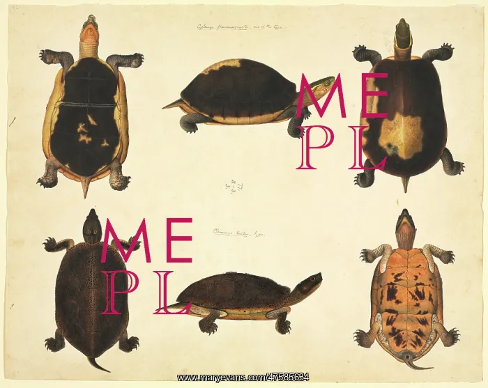 : LS Plate 96 from the John Reeves Collection (Zoology) : LS Plate 96 from the John Reeves Collection (Zoology)