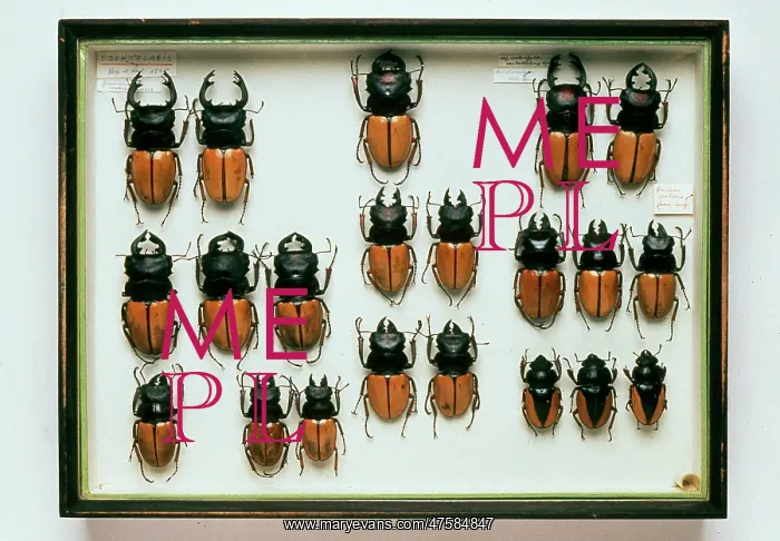 : Lucans cervus, stag beetles : Lucans cervus, stag beetles