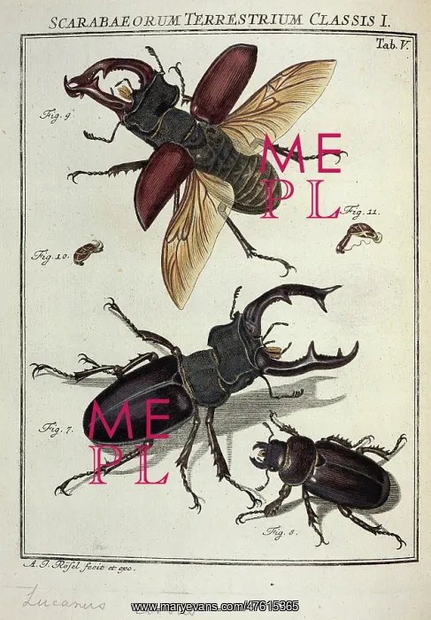 : Lucanus cervus Linnaeus, stag beetle : Lucanus cervus Linnaeus, stag beetle