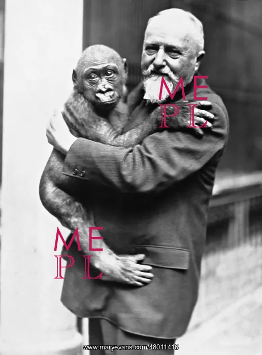 : Ludwig Heck with a young gorilla, 1931 : Ludwig Heck with a young gorilla, 1931