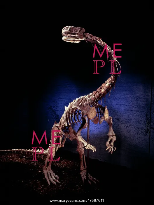 : Lufengosaurus : Lufengosaurus