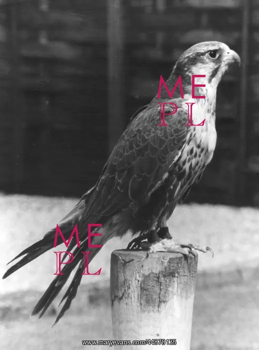  : LUGGER FALCON
