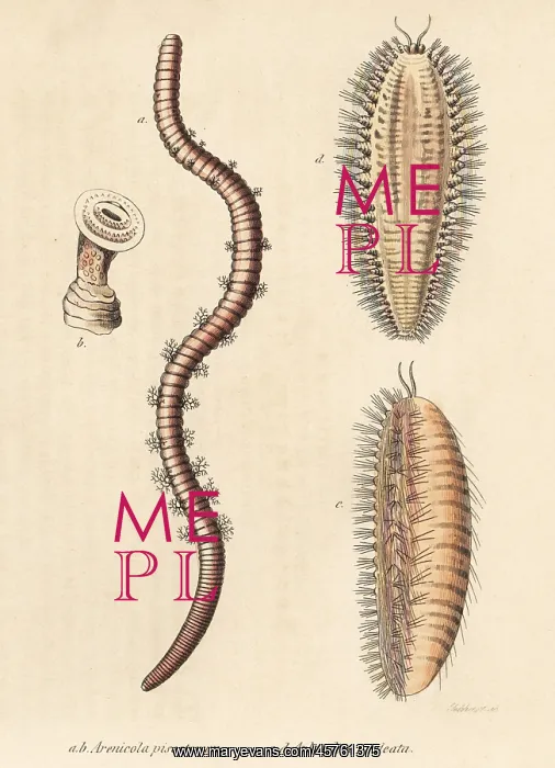 : Lugworm and sea mouse : Lugworm and sea mouse