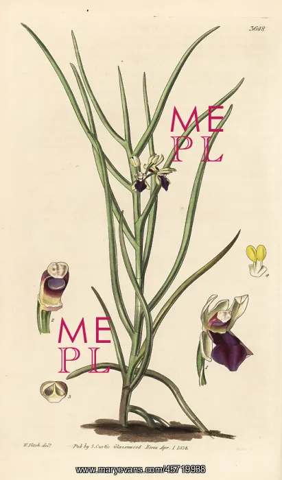 : Luisia tristis orchid : Luisia tristis orchid