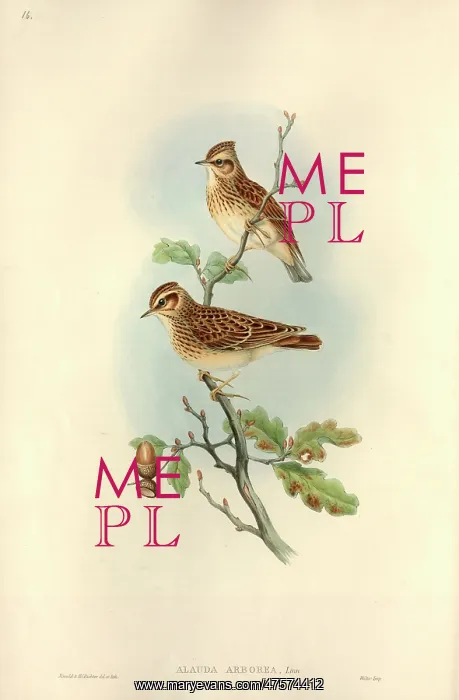: Lullula arborea, woodlark : Lullula arborea, woodlark