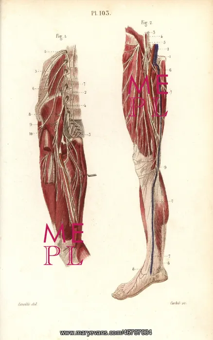 : Lumbar plexus and crural nerves : Lumbar plexus and crural nerves