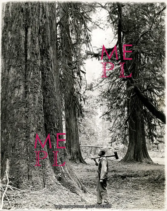 : Lumberjack with axe British Columbia, Canada, c.1920 : Lumberjack with axe British Columbia, Canada, c.1920