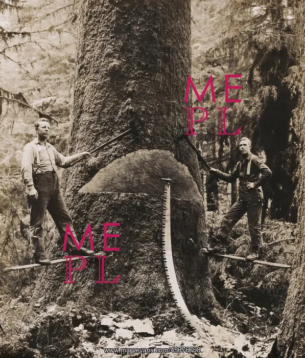 : Lumbermen harvesting a giant tree in Washington : Lumbermen harvesting a giant tree in Washington