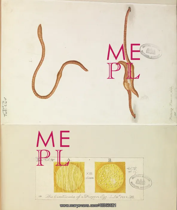 : Lumbricus lumbricus, Earth worms copulating : Lumbricus lumbricus, Earth worms copulating