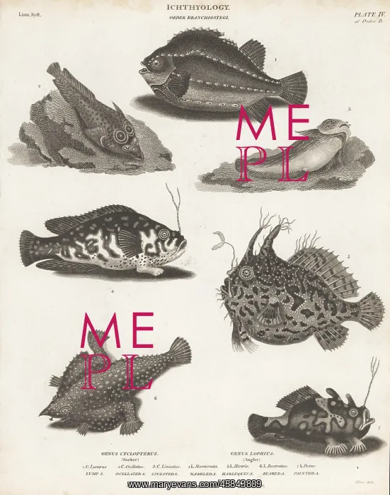 : Lumpfish, angler fish and frogfish species : Lumpfish, angler fish and frogfish species