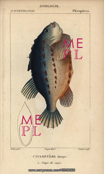 : Lumpfish or lumpsucker, Cyclopterus lumpus : Lumpfish or lumpsucker, Cyclopterus lumpus
