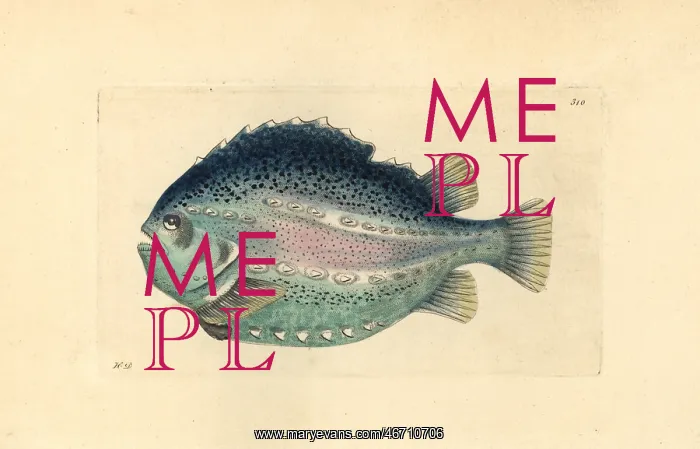 : Lumpfish or lumpsucker, Cyclopterus lumpus : Lumpfish or lumpsucker, Cyclopterus lumpus