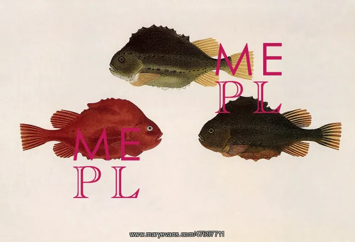  : Lumpsucker