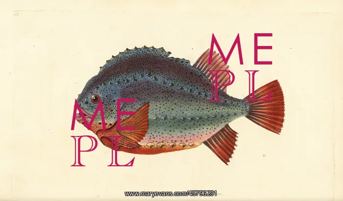 : Lumpsucker or lumpfish, Cyclopterus lumpus : Lumpsucker or lumpfish, Cyclopterus lumpus