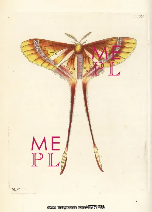 : Luna or comet moth, Actias species? : Luna or comet moth, Actias species?