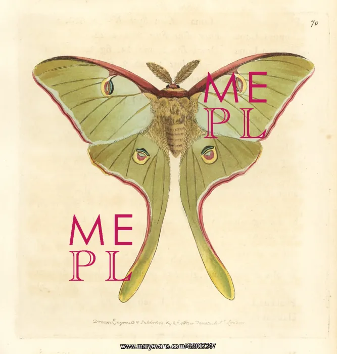: Luna moth, Actias luna : Luna moth, Actias luna