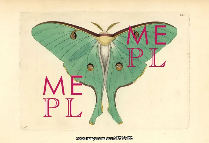: Luna moth, Actias luna : Luna moth, Actias luna