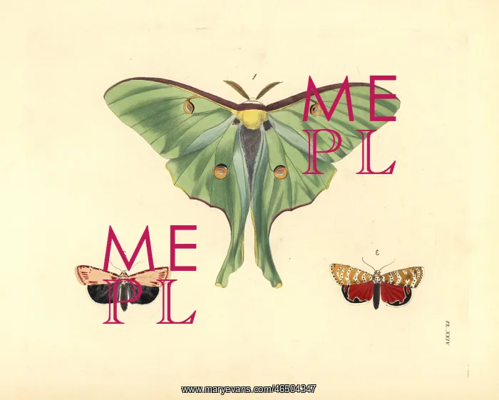: Luna and ornate moths : Luna and ornate moths