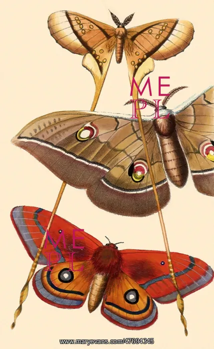 : Luna and Silk Moths : Luna and Silk Moths
