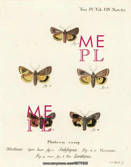 : Lunar yellow underwing and Langmaid's yellow underwing : Lunar yellow underwing and Langmaid's yellow underwing
