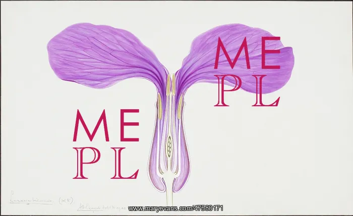 : Lunaria biennis, honesty : Lunaria biennis, honesty
