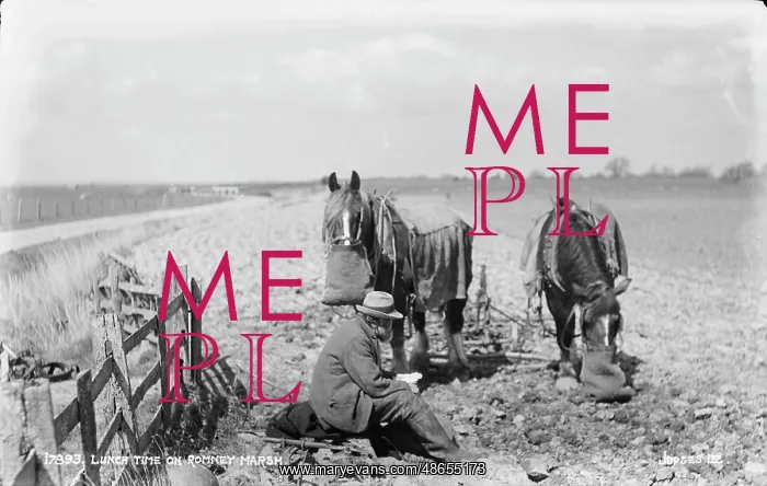 : Lunch Time on Romney Marsh : Lunch Time on Romney Marsh