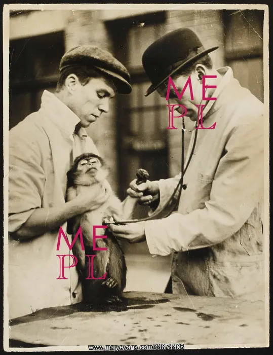 : LUNG TEST / MONKEY : LUNG TEST / MONKEY