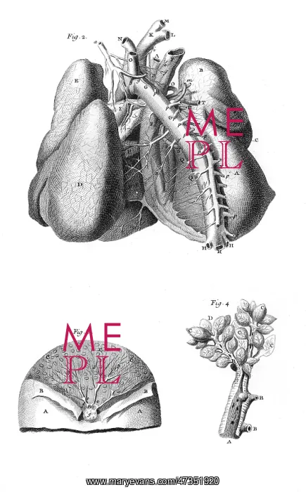 : The LUNGS and the CHEST ARTERIES of the human body : The LUNGS and the CHEST ARTERIES of the human body