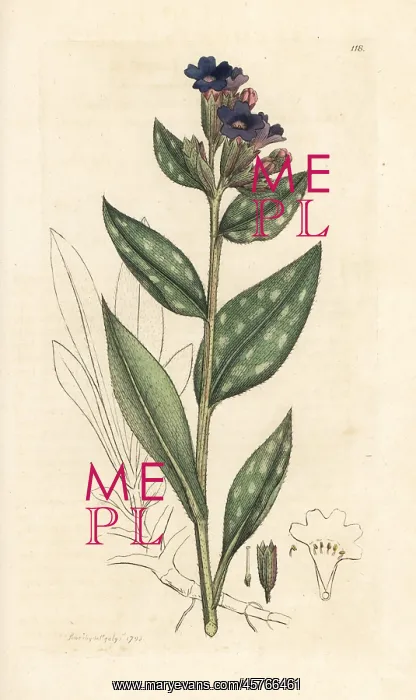 : Lungwort, Pulmonaria officinalis : Lungwort, Pulmonaria officinalis