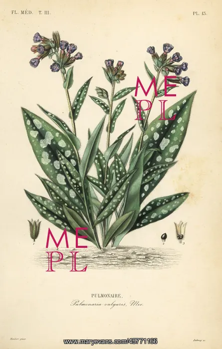 : Lungwort, Pulmonaria officinalis : Lungwort, Pulmonaria officinalis