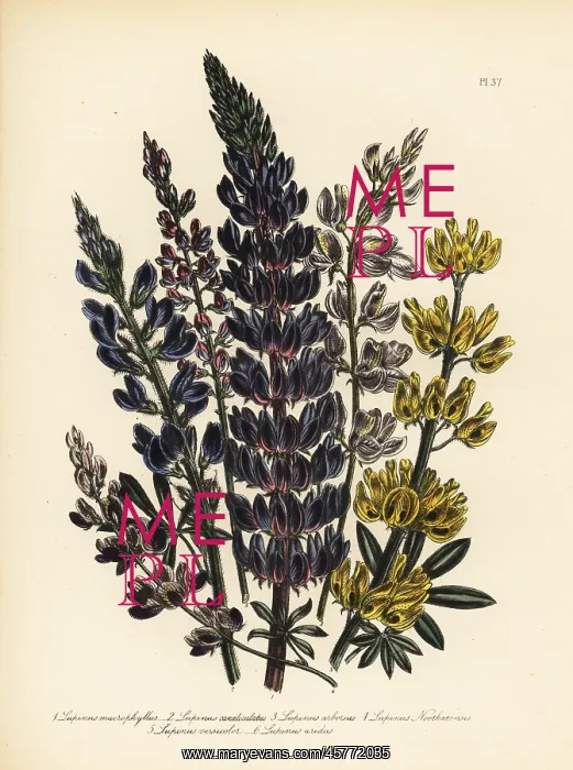 : Lupine or Lupinus species : Lupine or Lupinus species
