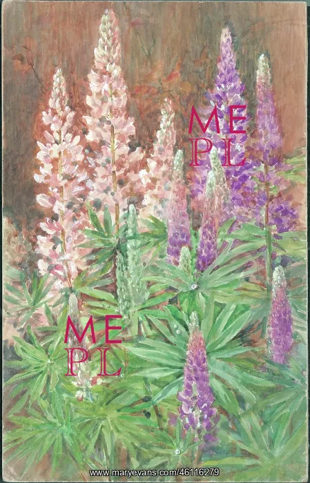  : Lupins'. Artwork by Annie L. Pressland