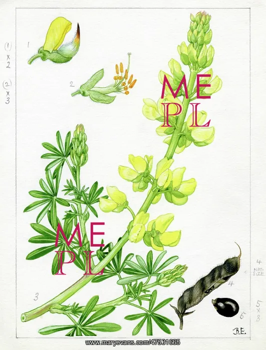 : Lupinus arboreus - tree lupin : Lupinus arboreus - tree lupin