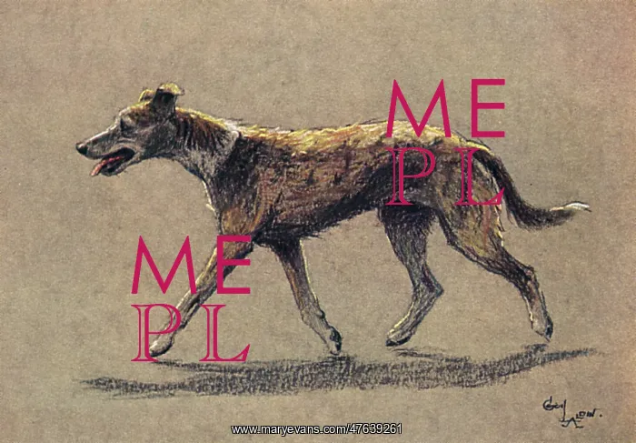  : Lurcher dog walking along
