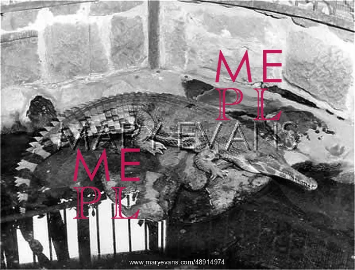 : LURKING CROCODILE : LURKING CROCODILE