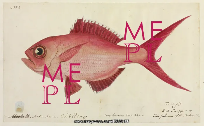 : Lutjanus campechanus, red snapper : Lutjanus campechanus, red snapper