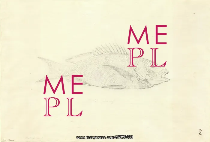 : Lutjanus fulvus, blacktail snapper : Lutjanus fulvus, blacktail snapper